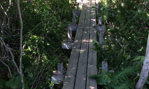 Deer Isle Stonington Elementary School nature trail