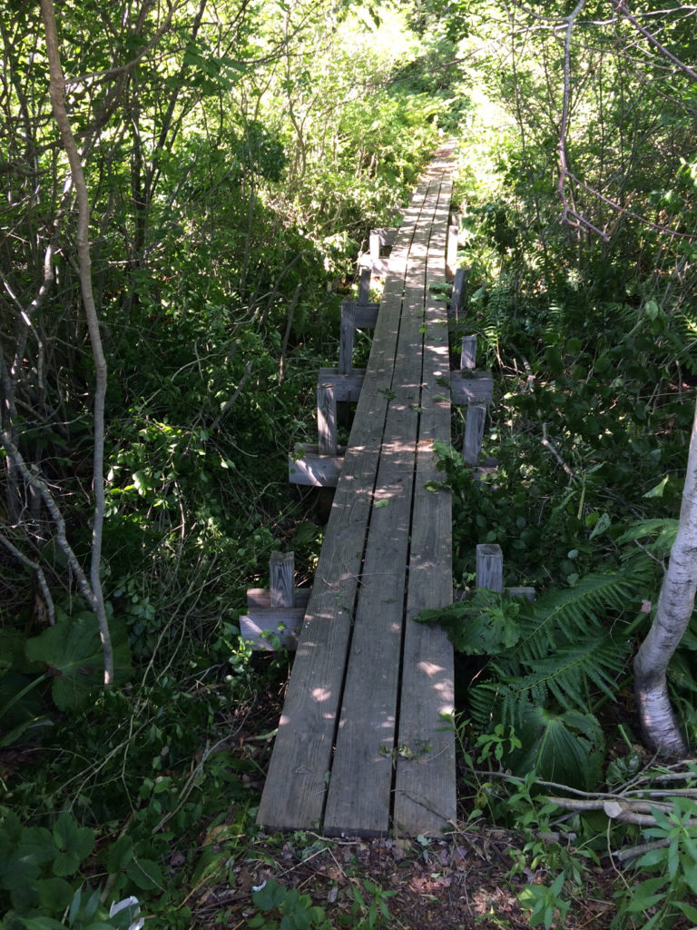 Deer Isle Stonington Elementary School nature trail