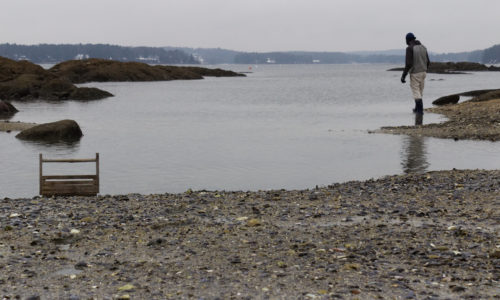 Gathering oysters Winslow Park Freeport by Phoebe Walsh