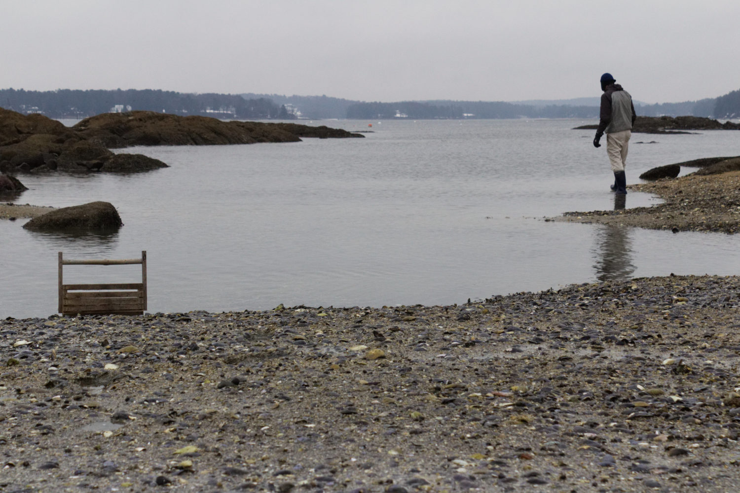 Gathering oysters Winslow Park Freeport by Phoebe Walsh