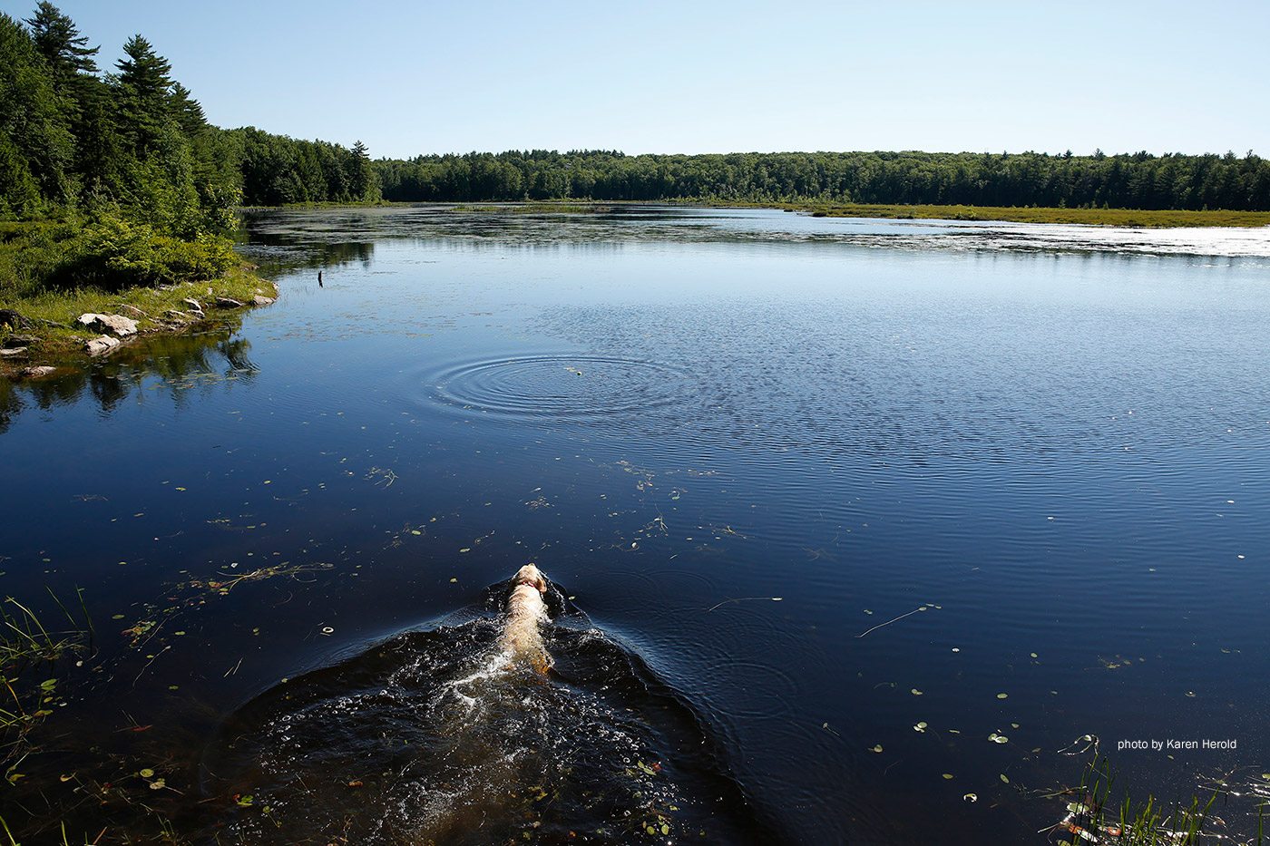 Knight's Pond Preserve by Karen Herold