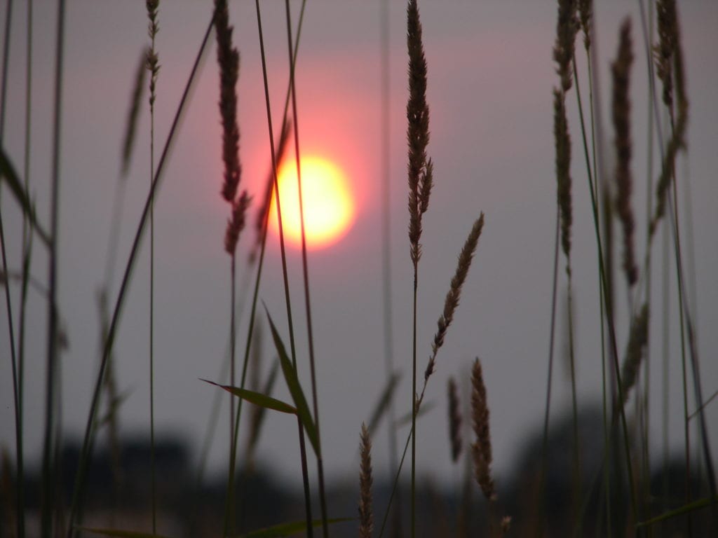 Sunset through tall grass