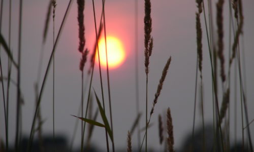 Sunset through tall grass