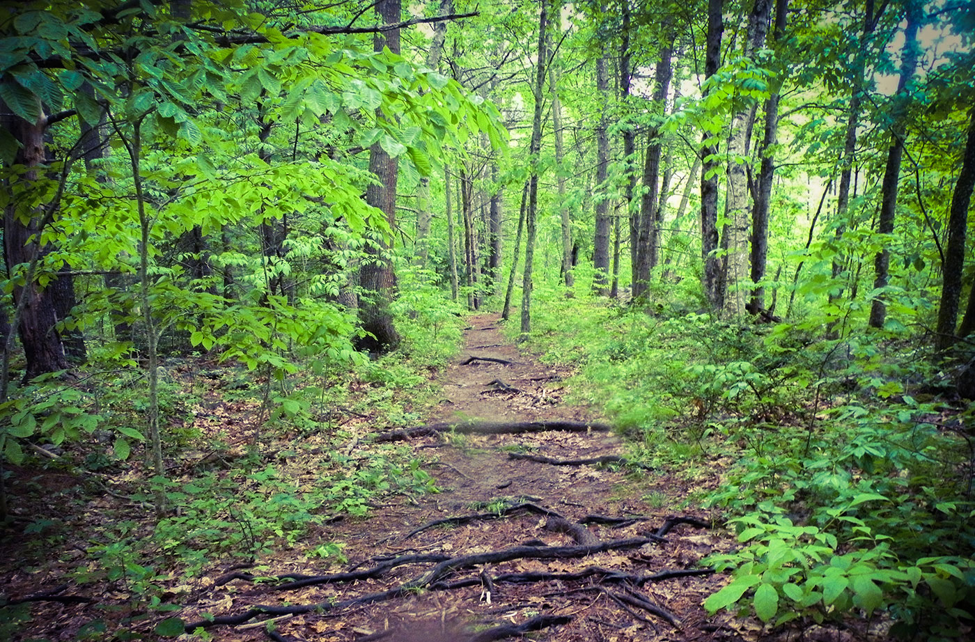 Black Brook Preserve