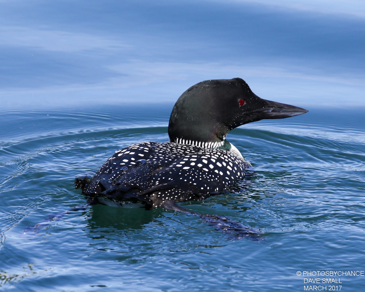 Common Loon