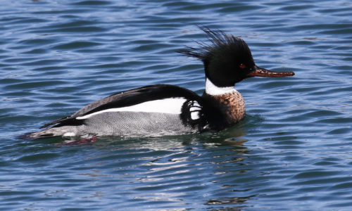 Red-breasted Merganser