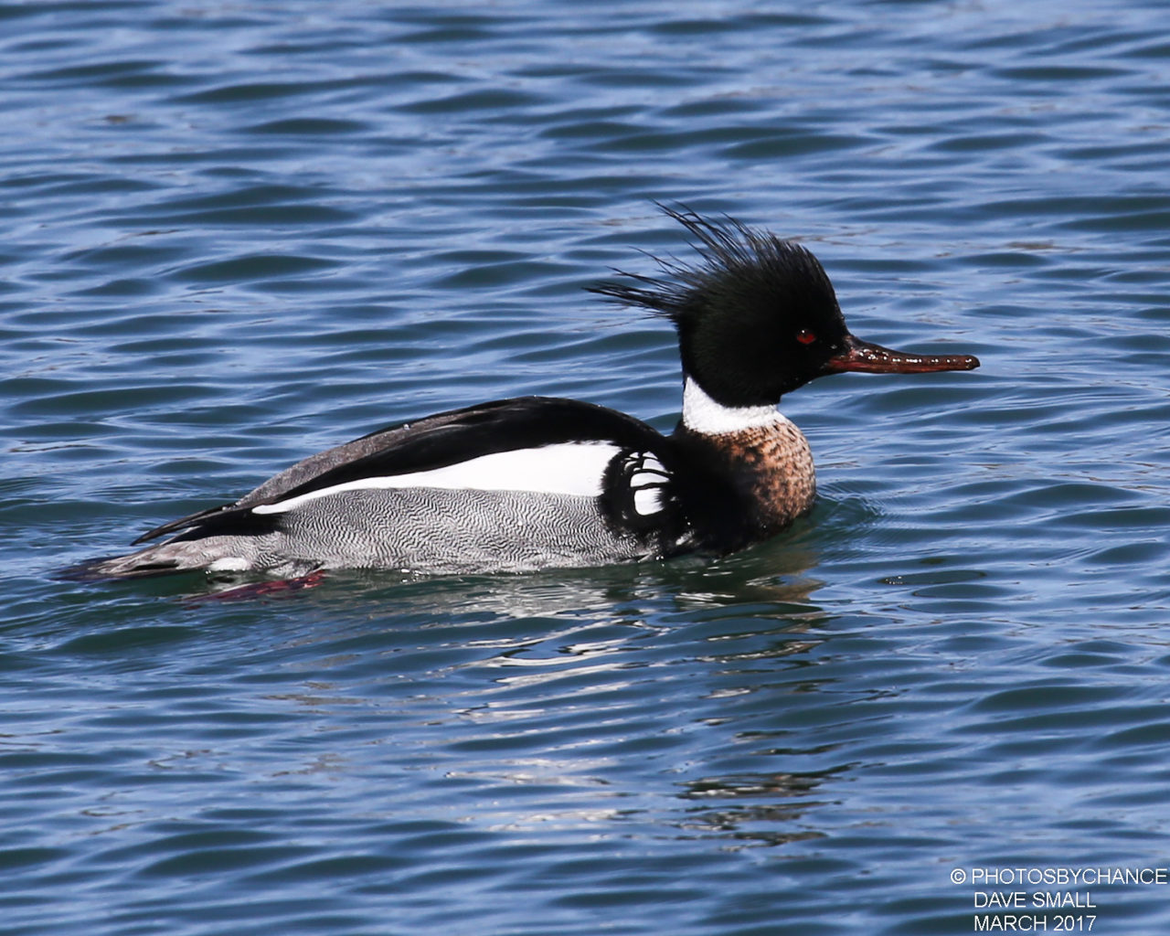 Red-breasted Merganser