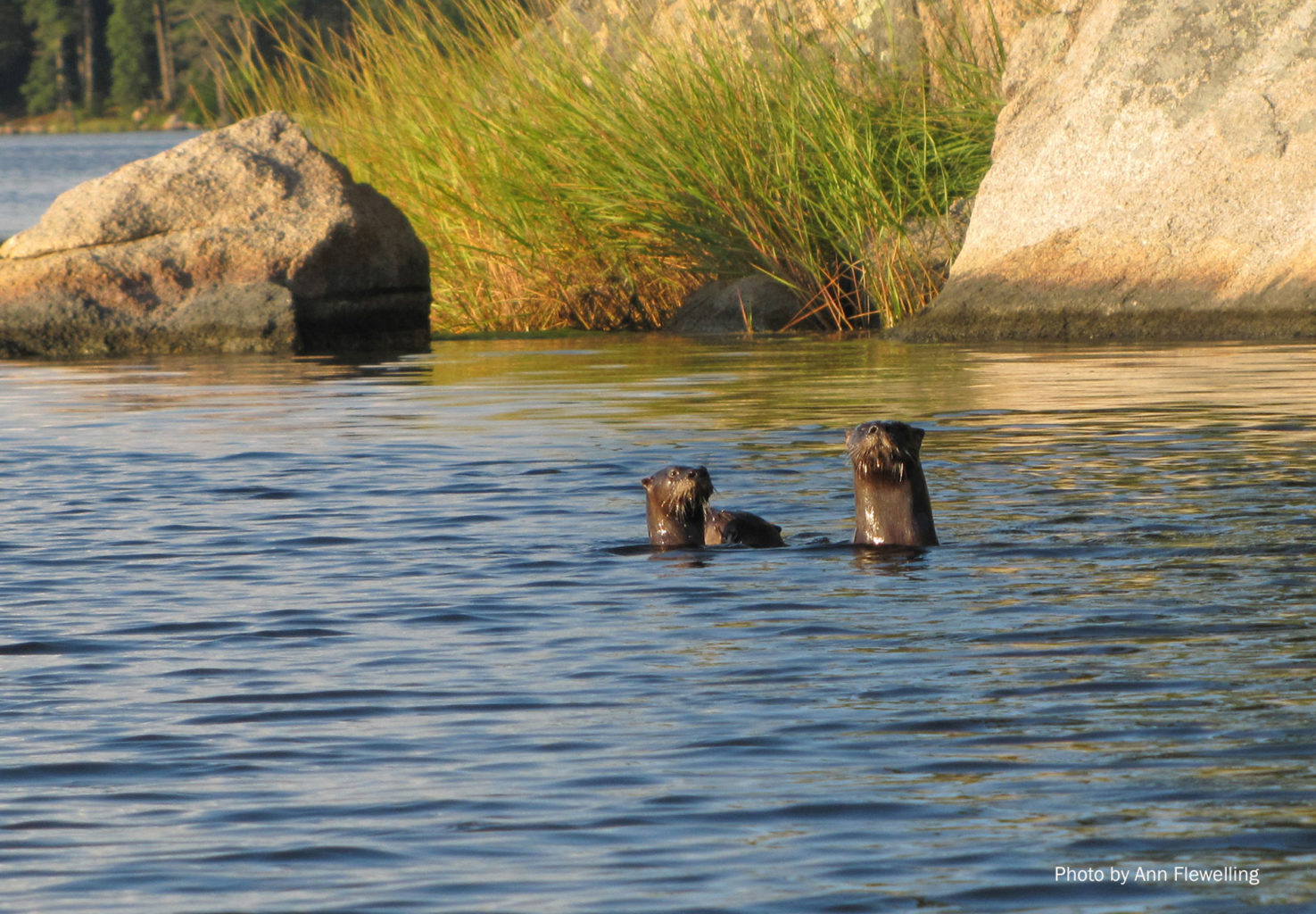 River Otters