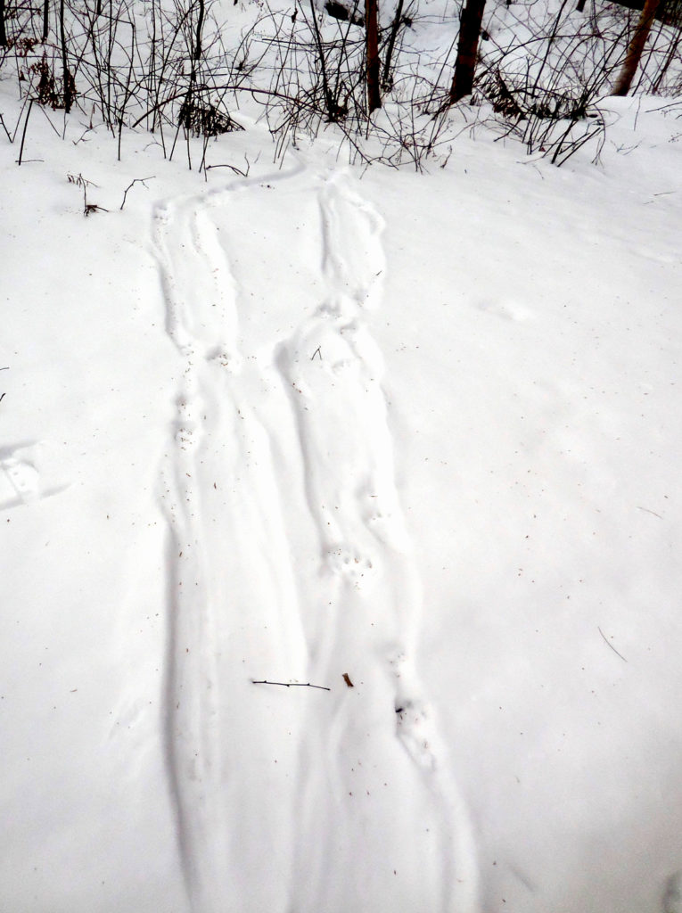 Otter tracks Callie Wronker