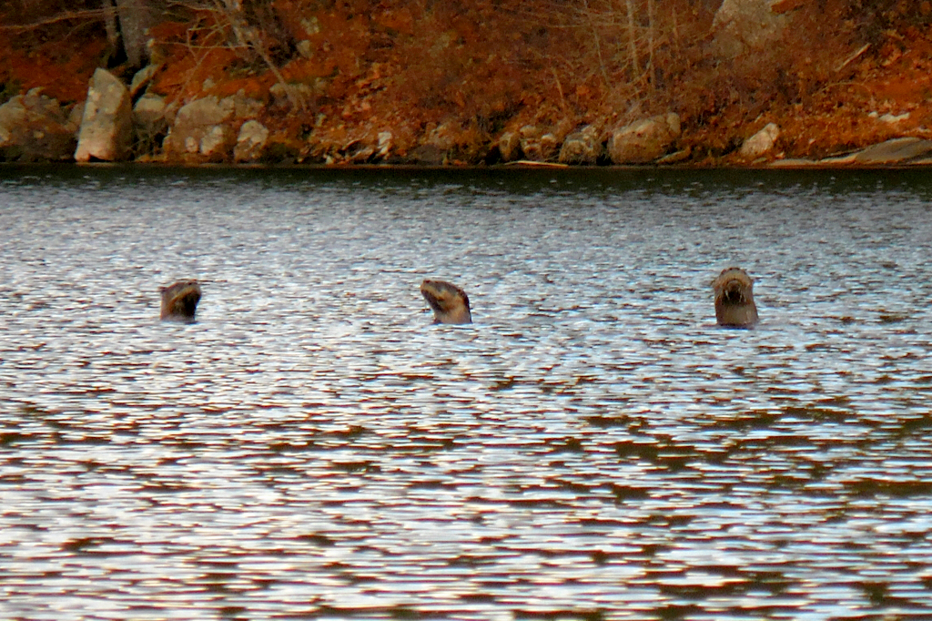 River otters by Callie Wronker