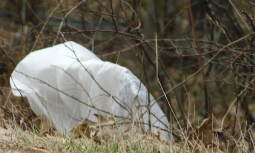 plastic bag litter