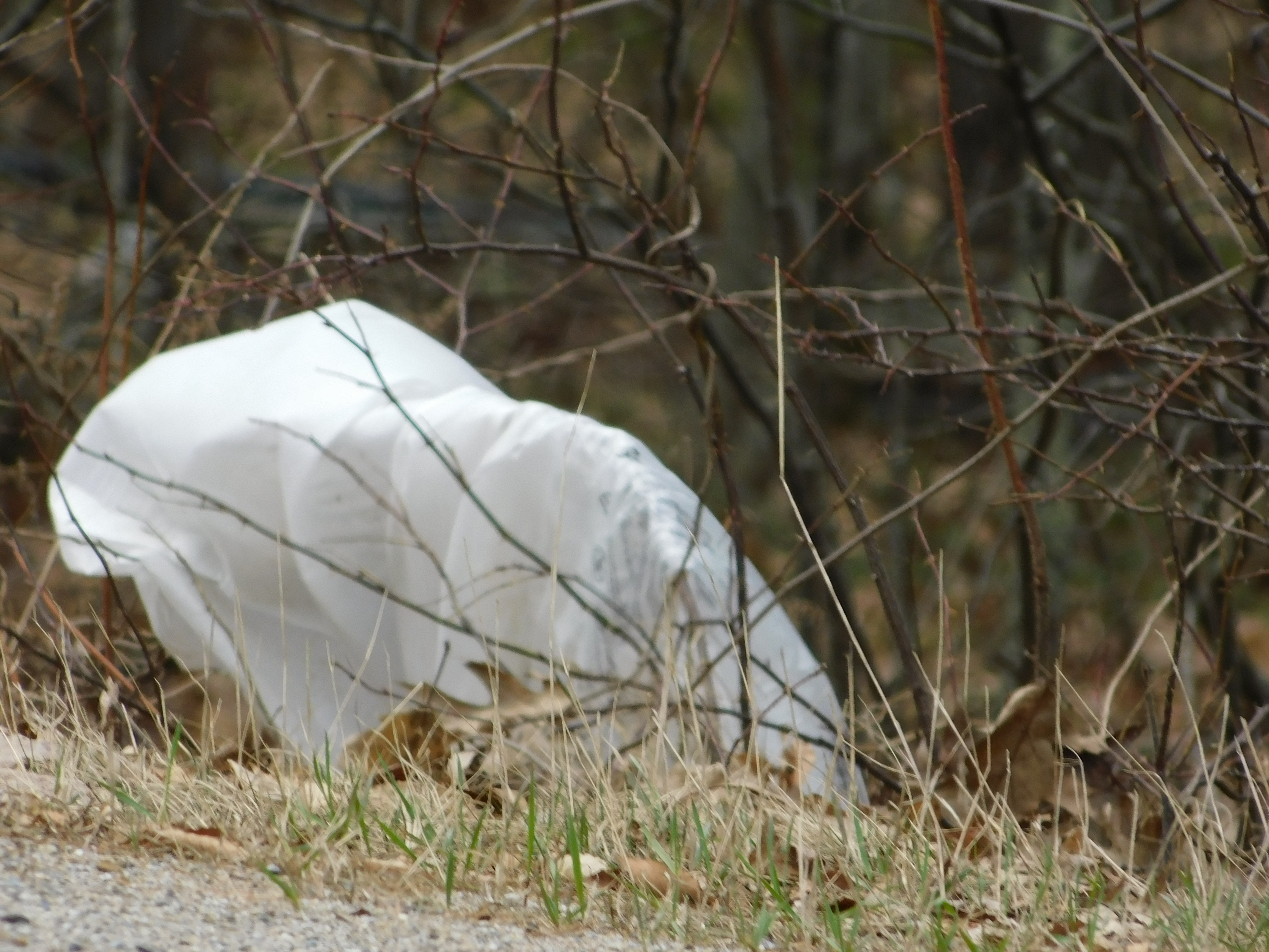 plastic bag litter