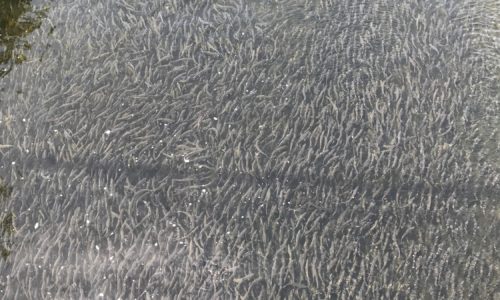 Alewives at Damariscotta fish ladder by Emma Roth-Wells