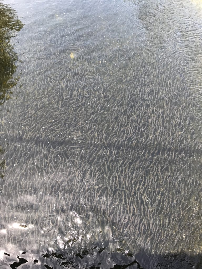 Alewives at Damariscotta fish ladder by Emma Roth-Wells