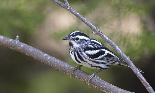 Black and White Warbler