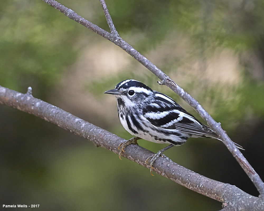 Black and White Warbler