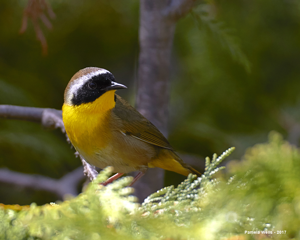 Common Yellowthroat Warbler