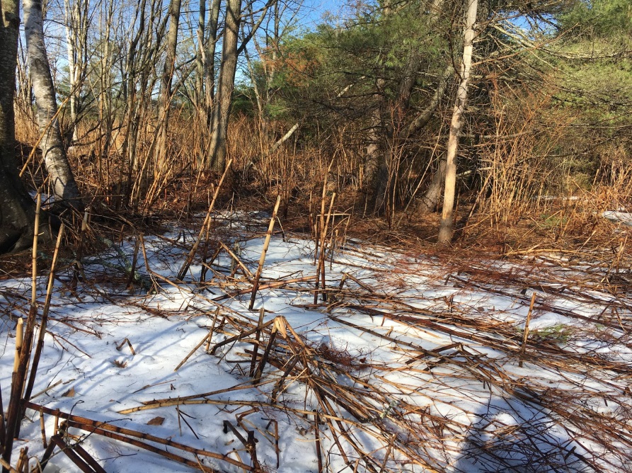 Gorham Middle School tackles invasive species