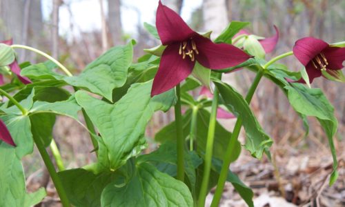 Trillium