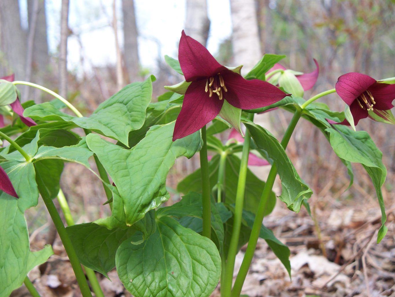 Trillium