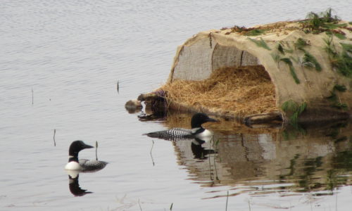 loons on Pattee's Pond in Winslow