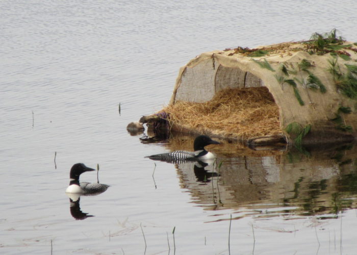 loons on Pattee's Pond in Winslow