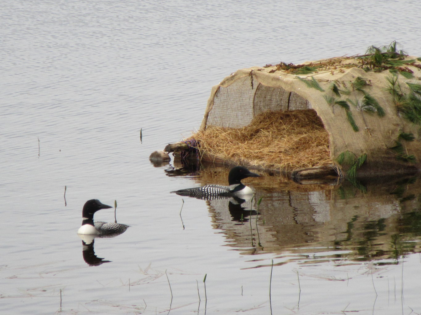 loons on Pattee's Pond in Winslow