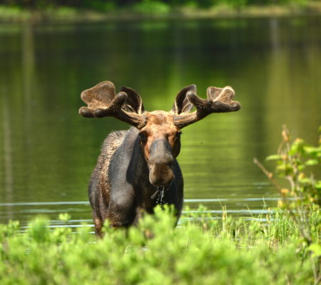 Moose near Baxter State Park by Gerard Monteux