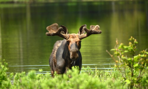 Moose near Baxter State Park by Gerard Monteux