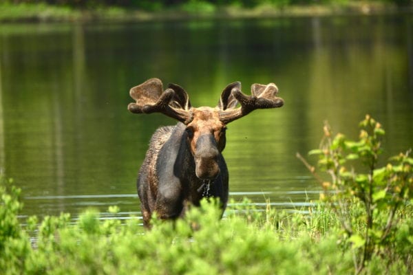 Moose near Baxter State Park by Gerard Monteux