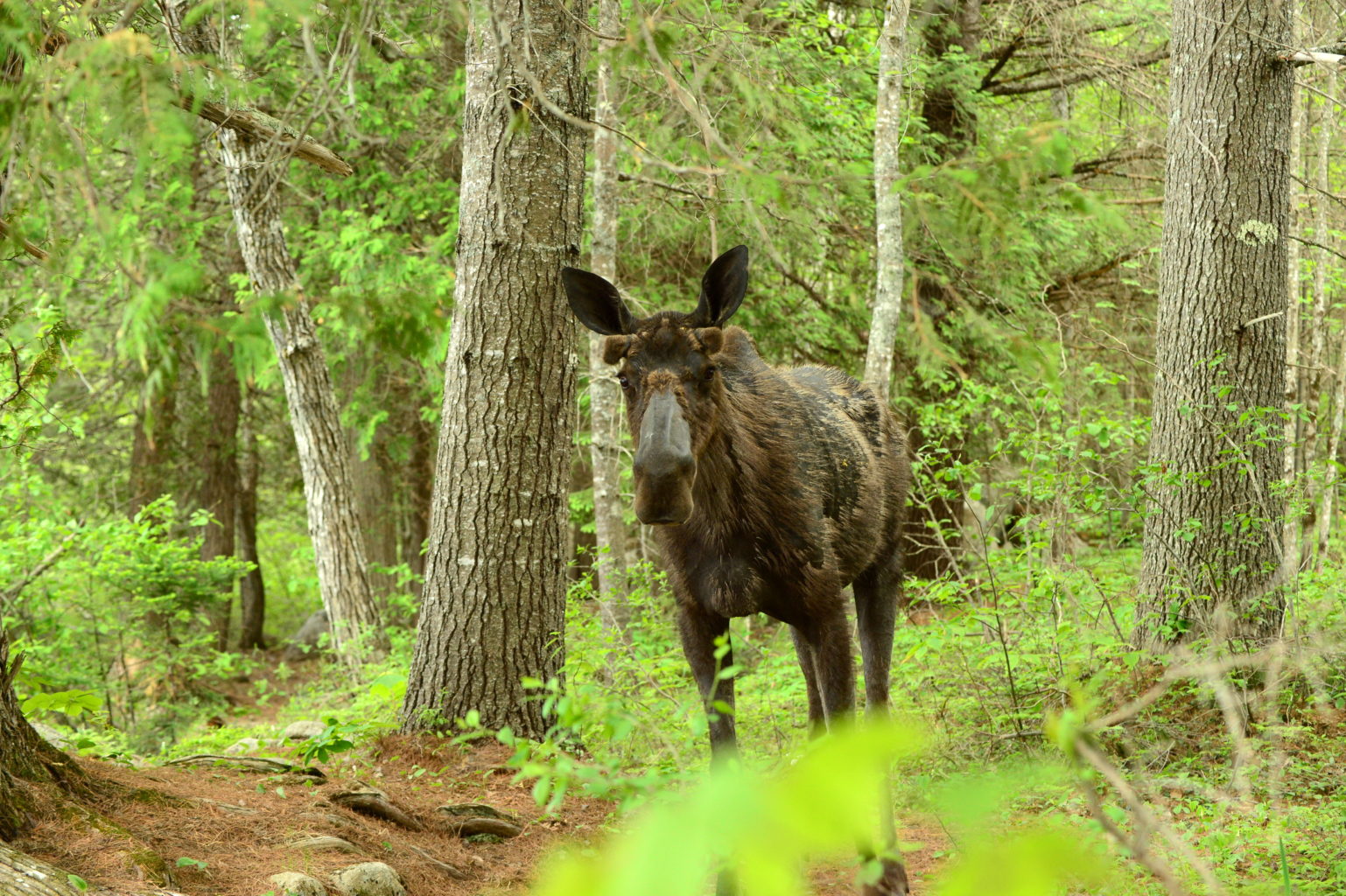 Moose near Baxter State Park by Gerard Monteux