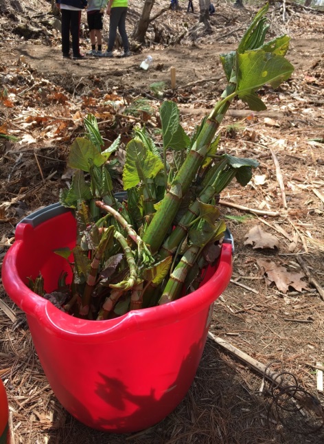 Invasive plants collected by Gorham Middle School students