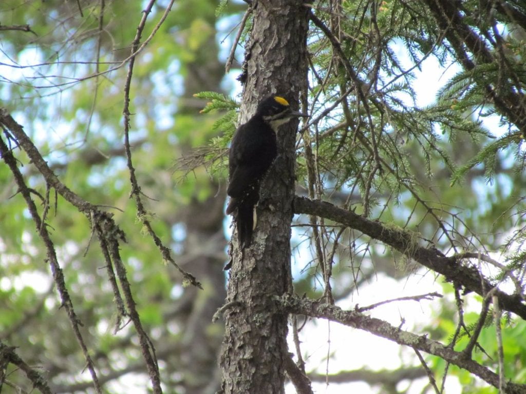 Black-backed Woodpecker, one of Maine’s most highly sought bird species and a resident of KWW. (Jeff Wells)