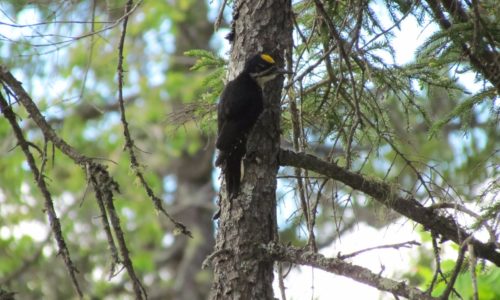 Black-backed Woodpecker, one of Maine’s most highly sought bird species and a resident of KWW. (Jeff Wells)