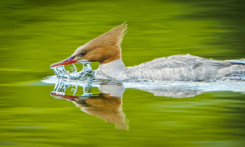 Merganser photo by Gerard Monteux