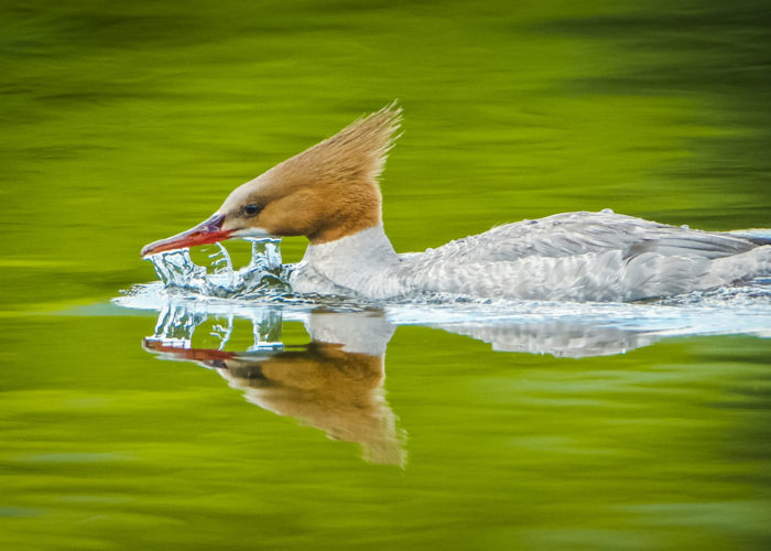 Merganser photo by Gerard Monteux