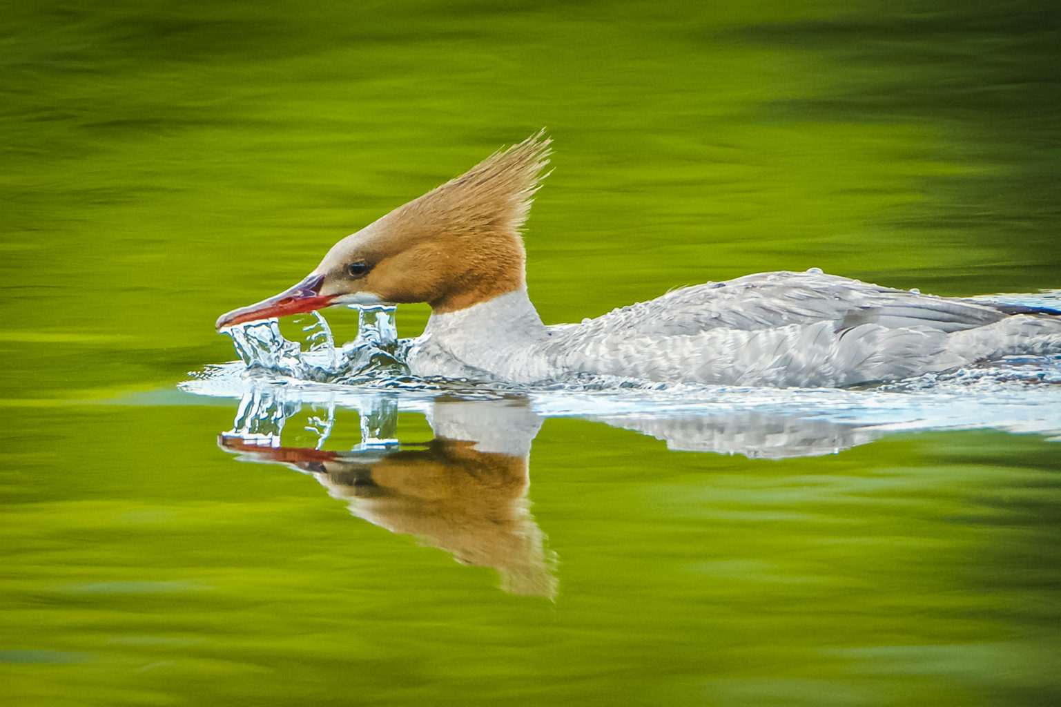 Merganser photo by Gerard Monteux