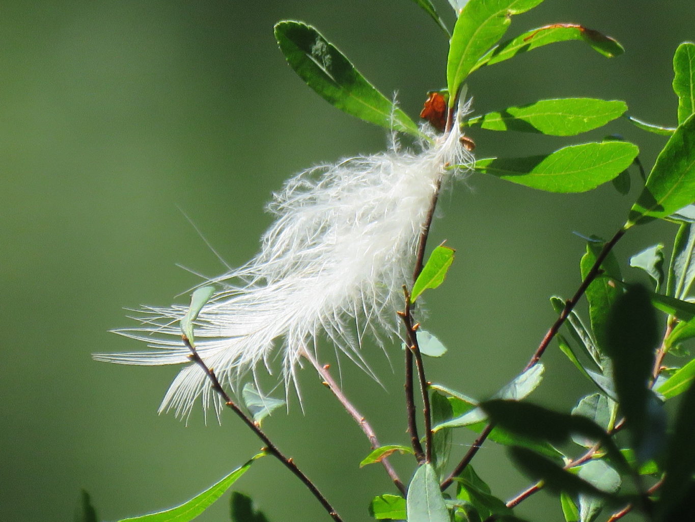 Hirundo Wildlife Refuge photos by Jayne Winters