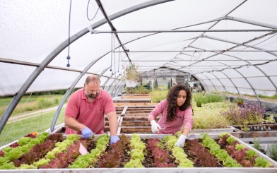 harvesting lettuce Unity College