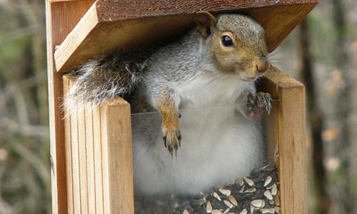 Gray Squirrel