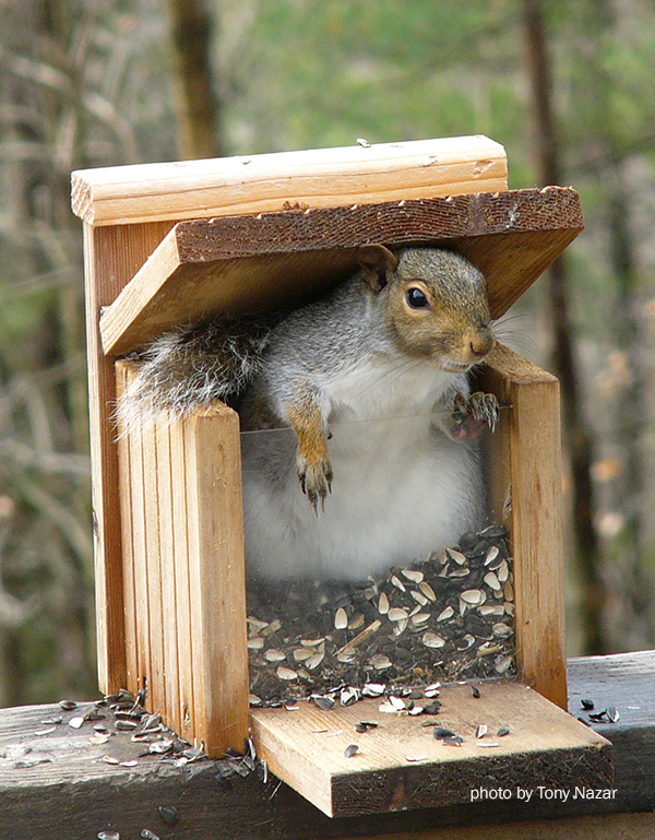 Gray Squirrel