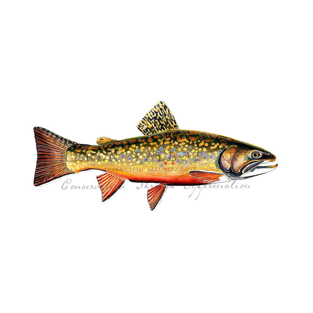 2015AllagashAward_KarenTalbot2 2015 Allagash Award art by Karen Talbot