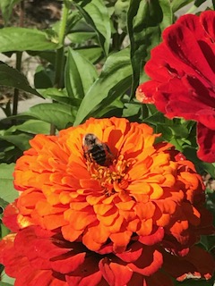 flowers at Sebago Elementary School