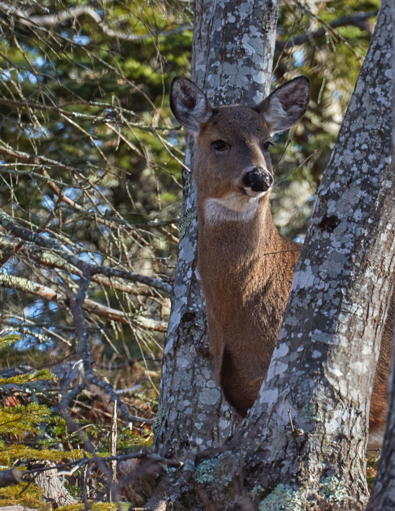 Deer at Acadia - photo by Pam Wells