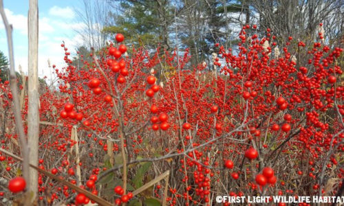 Winterberry