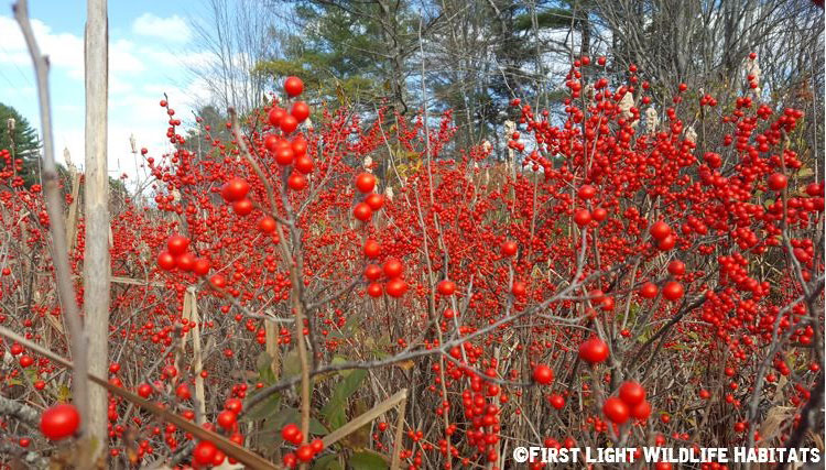 Trees and Shrubs with Colorful Fruit in Fall and Winter