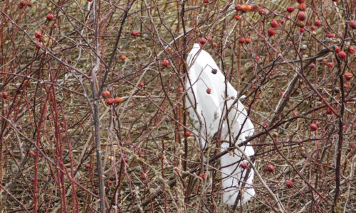 Plastic bag on Maine roadside