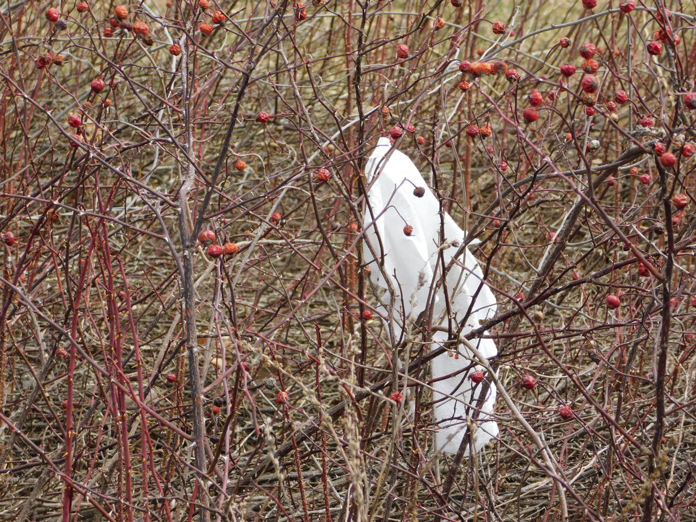 Plastic bag on Maine roadside