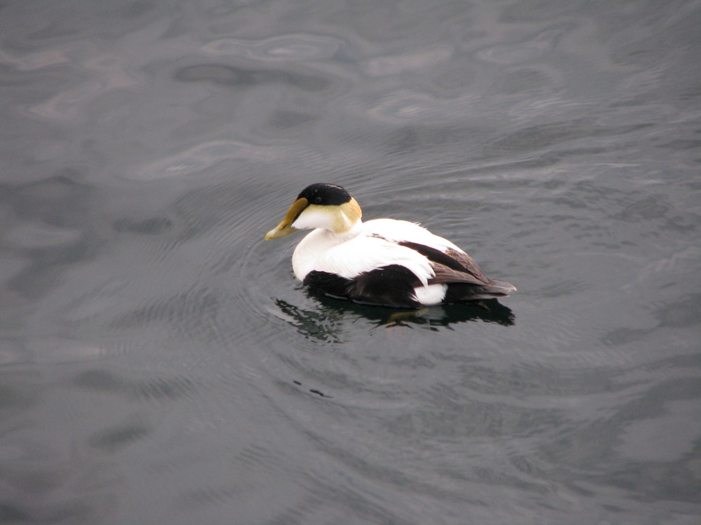 Common Eider by Jeff Wells