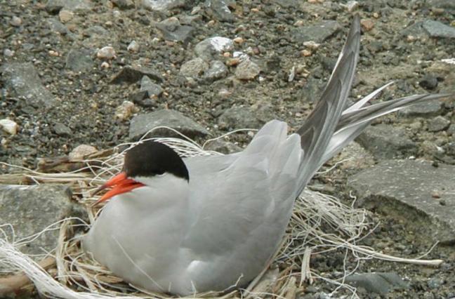 Common Tern